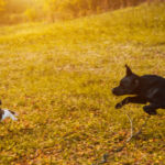Dog, Animal, Pets, Domestic Cat, Chasing