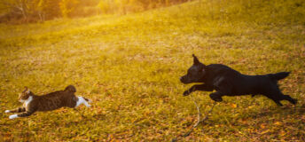 Dog, Animal, Pets, Domestic Cat, Chasing