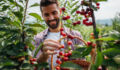 Handsome man is picking cherries from the tree and putting them in a basket.