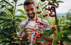 Handsome man is picking cherries from the tree and putting them in a basket.
