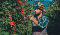 Male farmer picking fresh cherries from his orchard