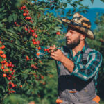Male farmer picking fresh cherries from his orchard