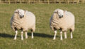 Sheep Cloning. Two identical sheep standing in a field. Photoshopped Dolly the sheep.