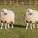 RCW exclusive: Have P&Ps for ‘clone’ funds Sheep Cloning. Two identical sheep standing in a field. Photoshopped Dolly the sheep.