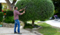 handsome young man gardener trimming and lanscaping green bushes