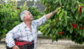 Farmer picking cherries