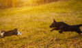 Dog, Animal, Pets, Domestic Cat, Chasing