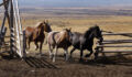 Three horses are running through an old wooden gate.