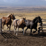 Three horses are running through an old wooden gate.