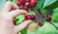 a hand picking sour cherry from tree