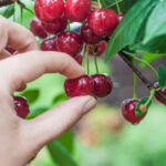 a hand picking sour cherry from tree