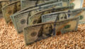 Dollar banknotes on wheat grains, closeup. Agricultural business